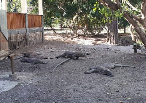 Read more about the article Mengenal Persaudaraan Masyarakat di Pulau Komodo dengan Komodo