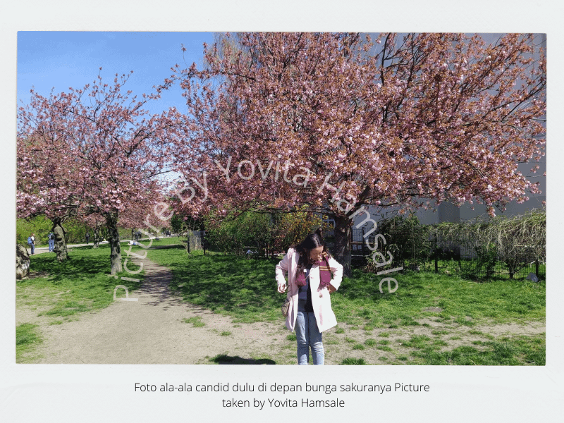 Melihat Bunga Sakura di Jerman!